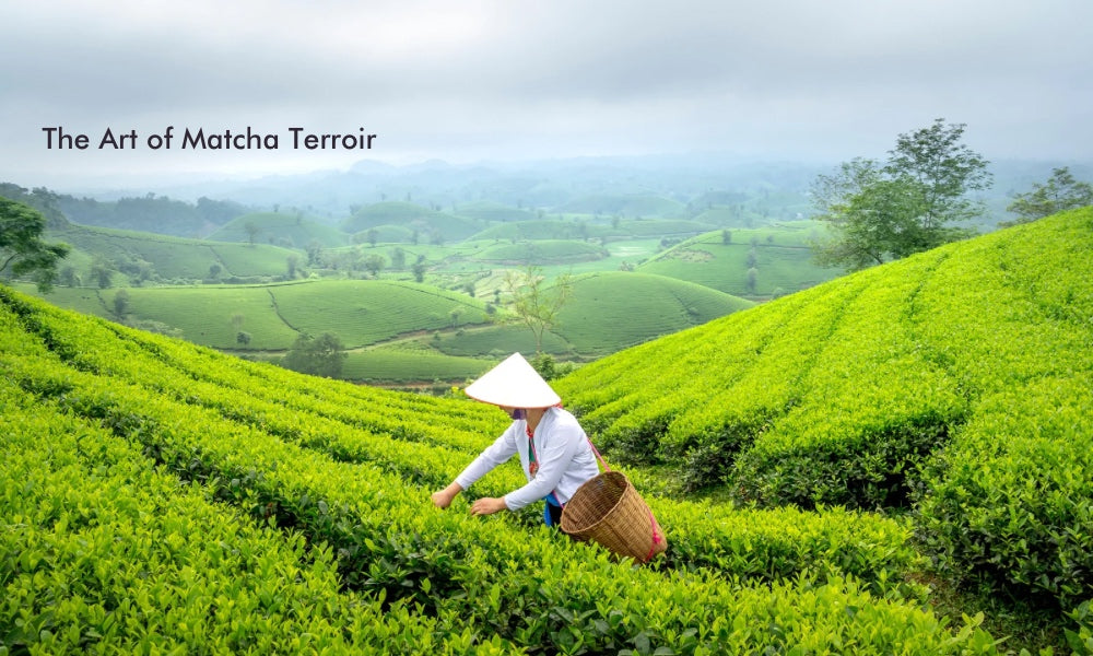 The Art of Matcha Terroir: How Origin Shapes Taste, Aroma, and the Subtle Ritual of Selection