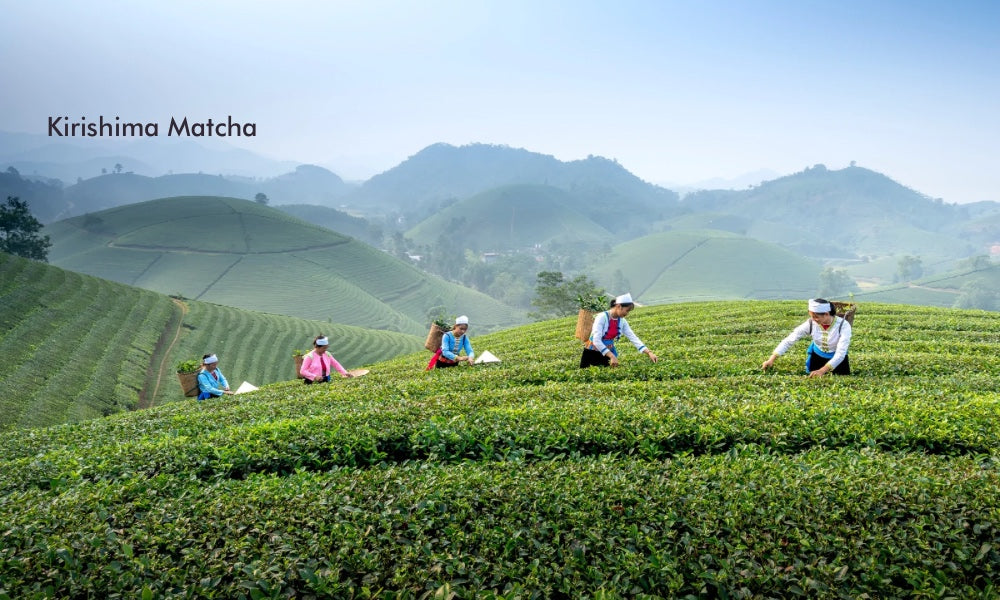 Kirishima Matcha: The Sublime Distinction of Japan's Mist-Kissed Tea and How to Savor It
