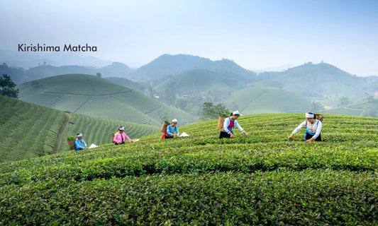 Kirishima Matcha: The Sublime Distinction of Japan's Mist-Kissed Tea and How to Savor It