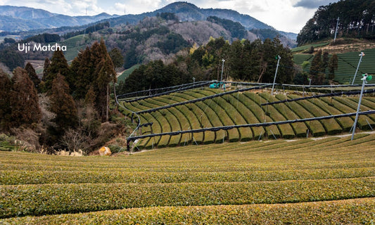 Uji Matcha: The Essence of Japanese Tea Culture and the Art of True Matcha
