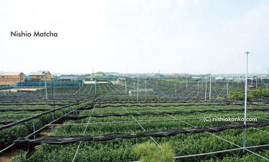Nishio Matcha: History, Distinction, and How to Savor the Genuine