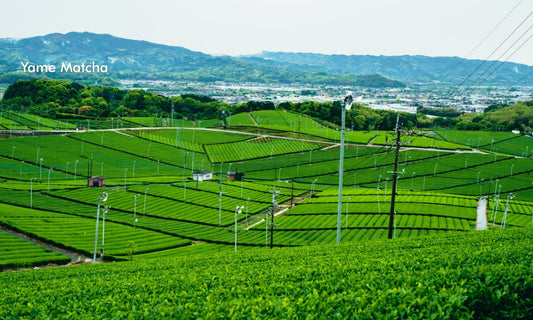 Yame Matcha: A Guided Introduction to Japan’s Finest Green Tea from the Hills of Fukuoka