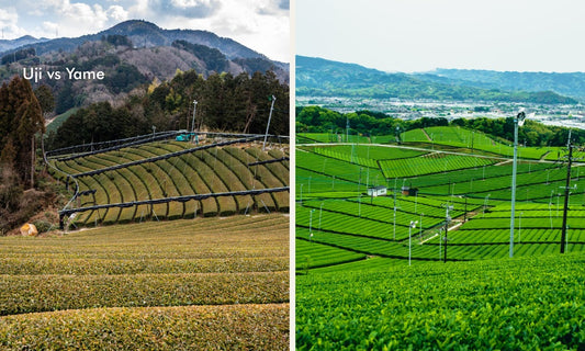 Uji Matcha vs. Yame Matcha: An Expert’s Guide to Their Distinctions, Qualities, and Selection
